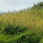 रुद्रप्रयाग में मिलेट मिशन को मिला बल-  मंडुवा (रागी) का MSP ₹48.86/किलो, 2500 क्विंटल खरीद का लक्ष्य